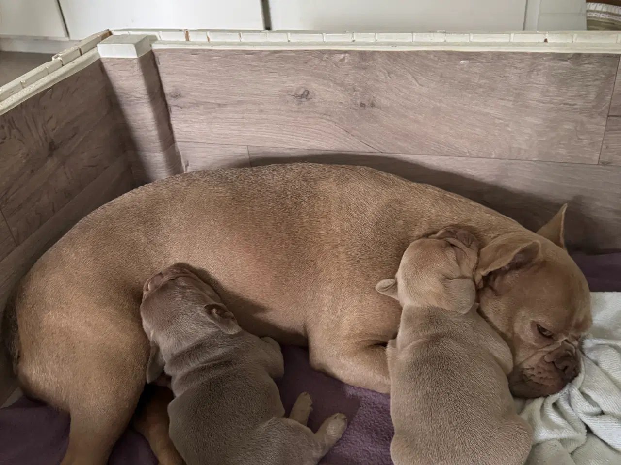 Billede 3 - Fransk bulldog hvalp