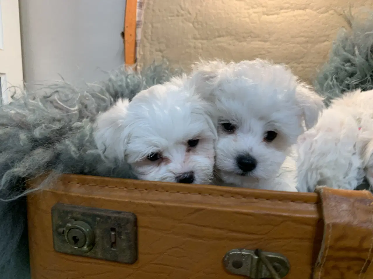 Billede 8 - De smukkeste Maltichon babyer 