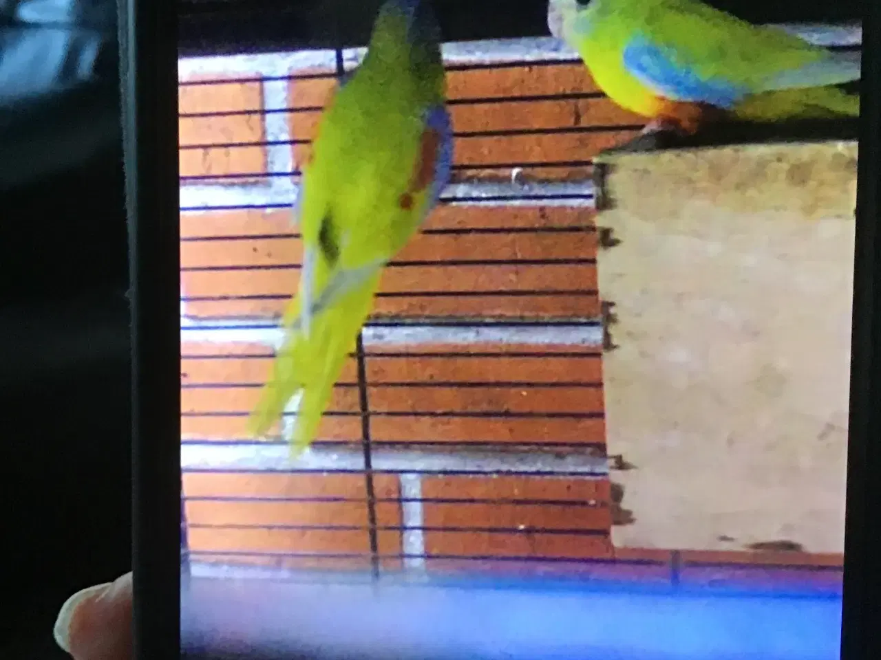 Billede 1 - Gule turkis