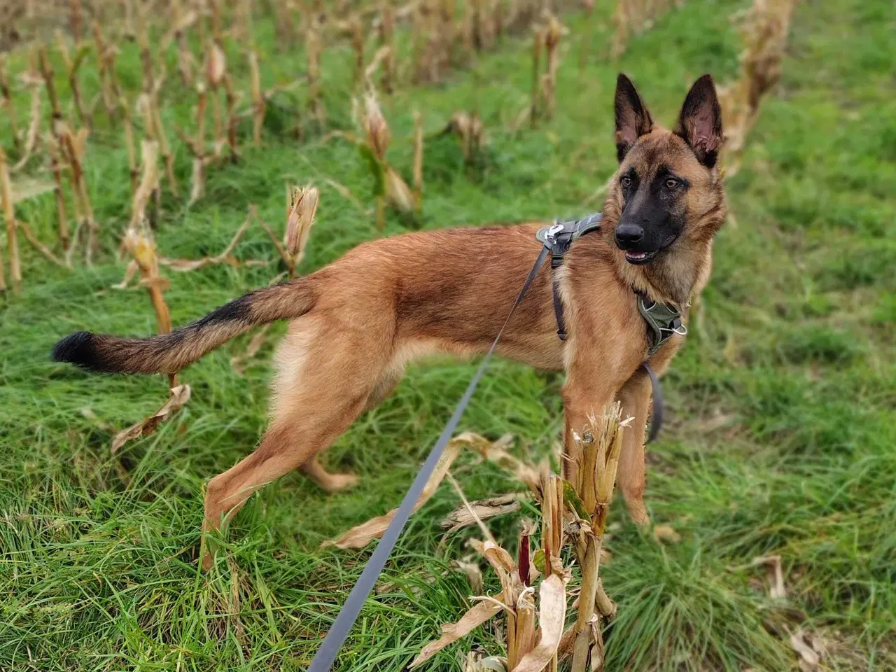 Billede 2 - Tæve Belgisk Malinois / Schæferhund