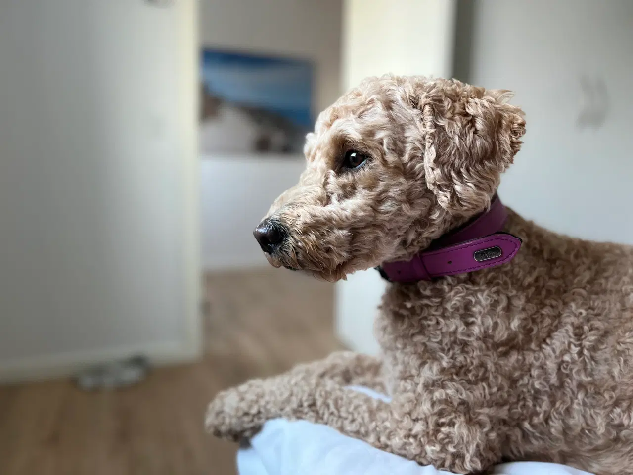 Billede 8 - Hundehvalpe Goldendoodle