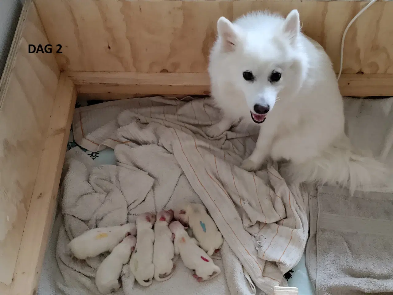 Billede 2 - Dansk Spids Hvalpe med DKK stamtavle sælges