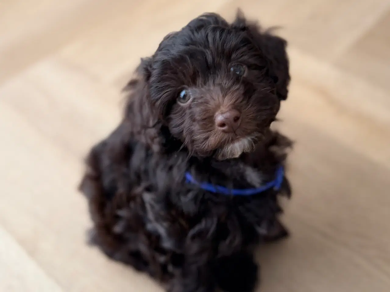 Billede 7 - Chokolade brune Havapoo drenge