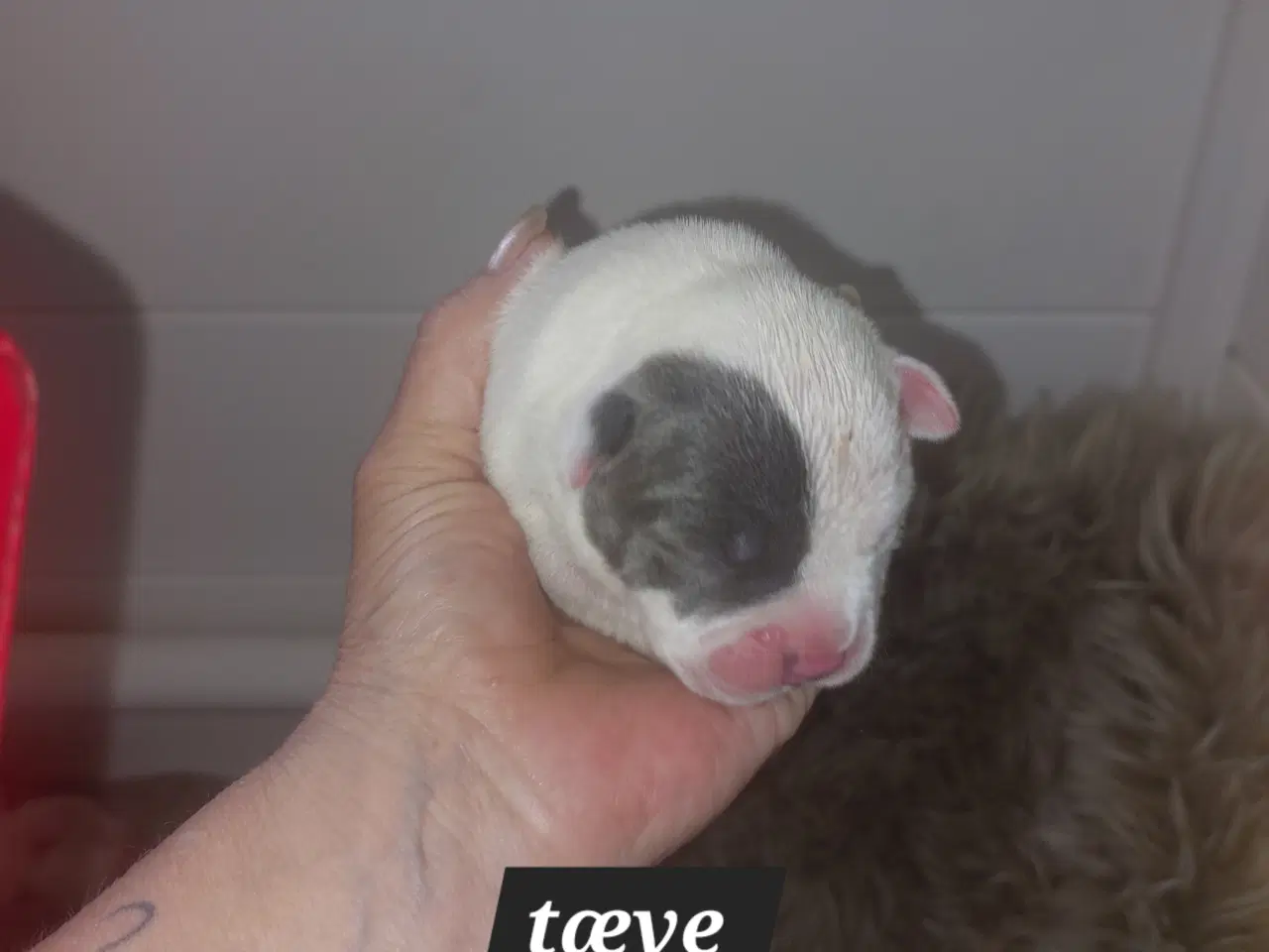 Billede 9 - American bully hvalpe 