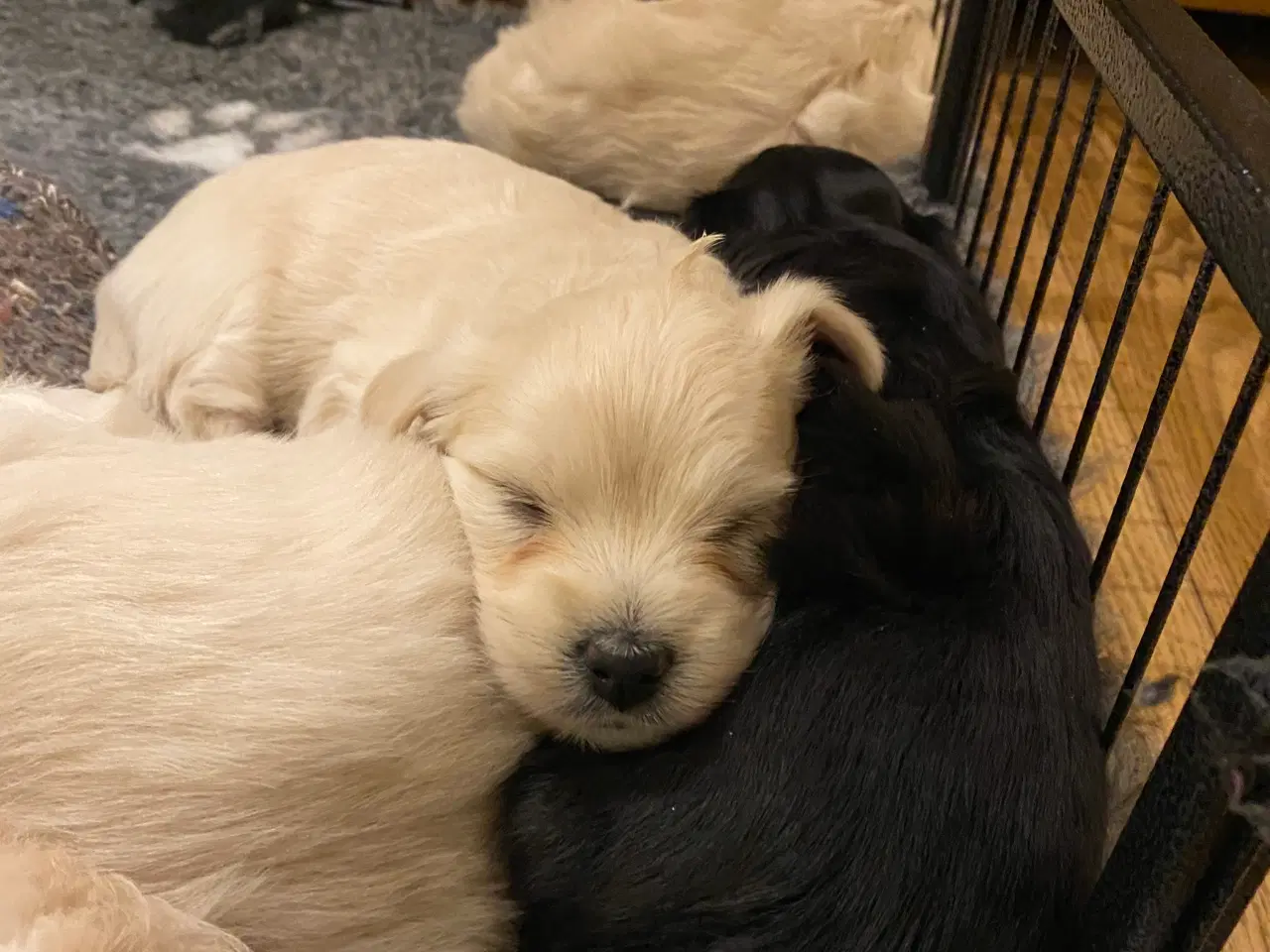 Billede 2 - Bomuldshunde - Havatons 