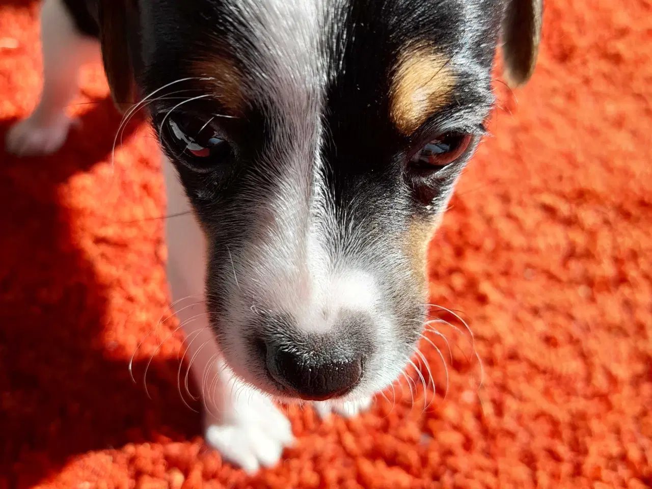 Billede 3 - Dansk svensk gårdhund 