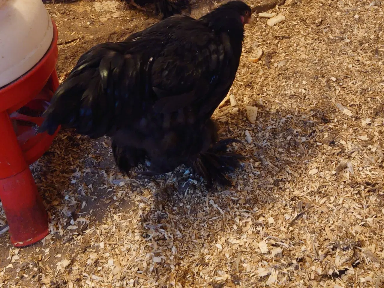 Billede 2 - Brahma haner