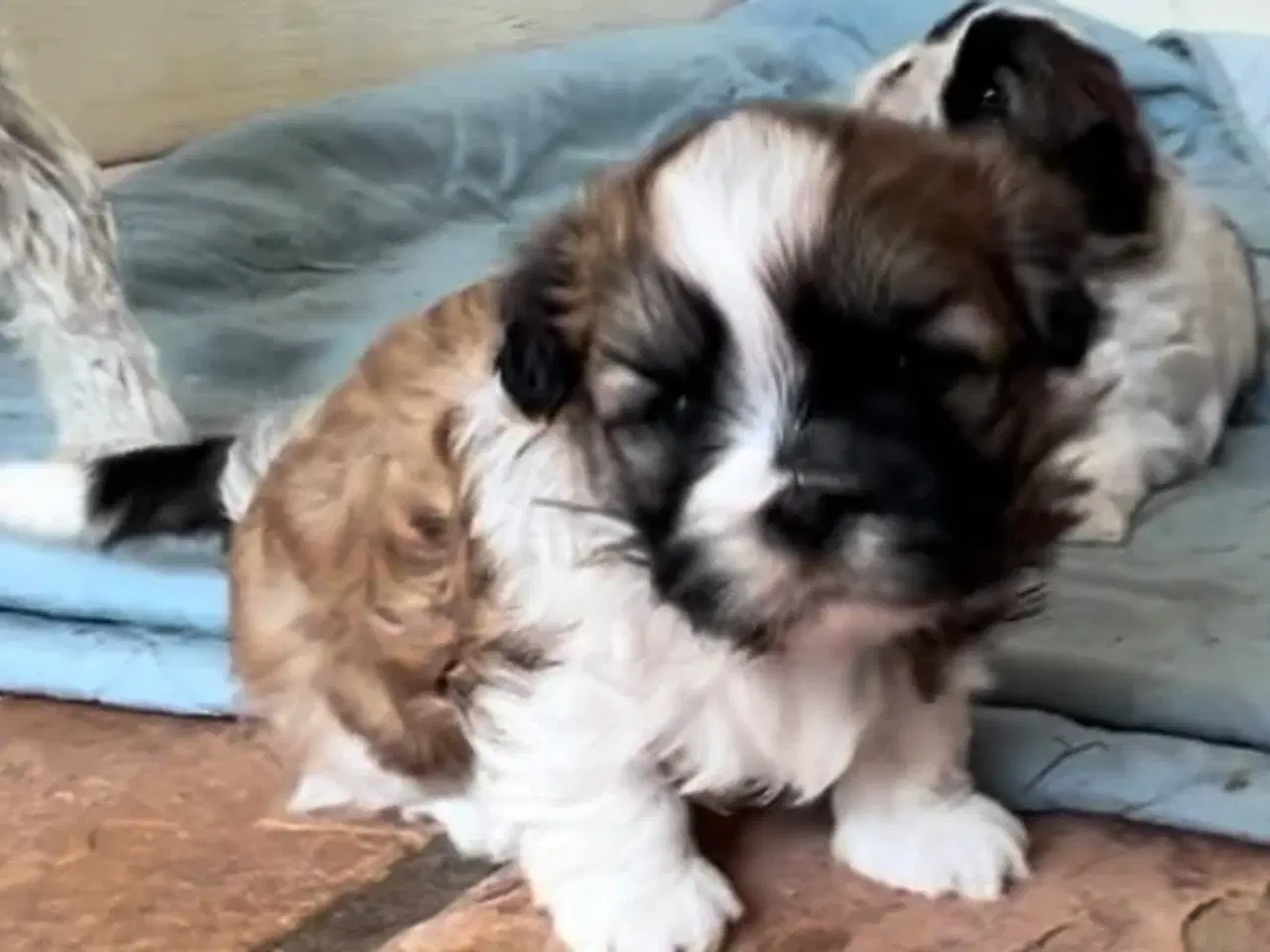 Billede 7 - Allergivenlig Shih Tzu hvalpe