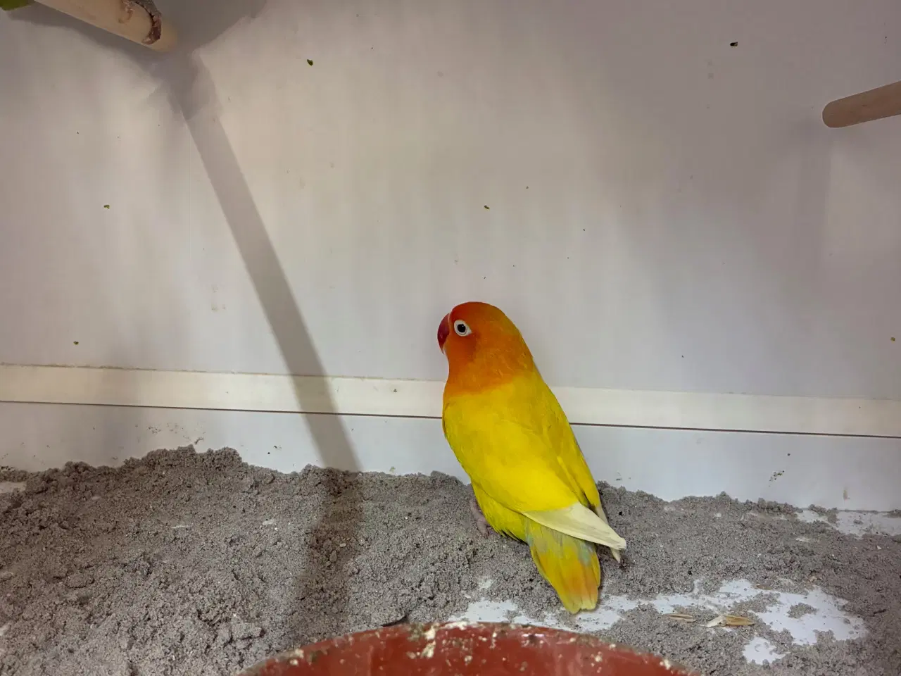 Billede 1 - Rødhovedet Dværgpapegøje