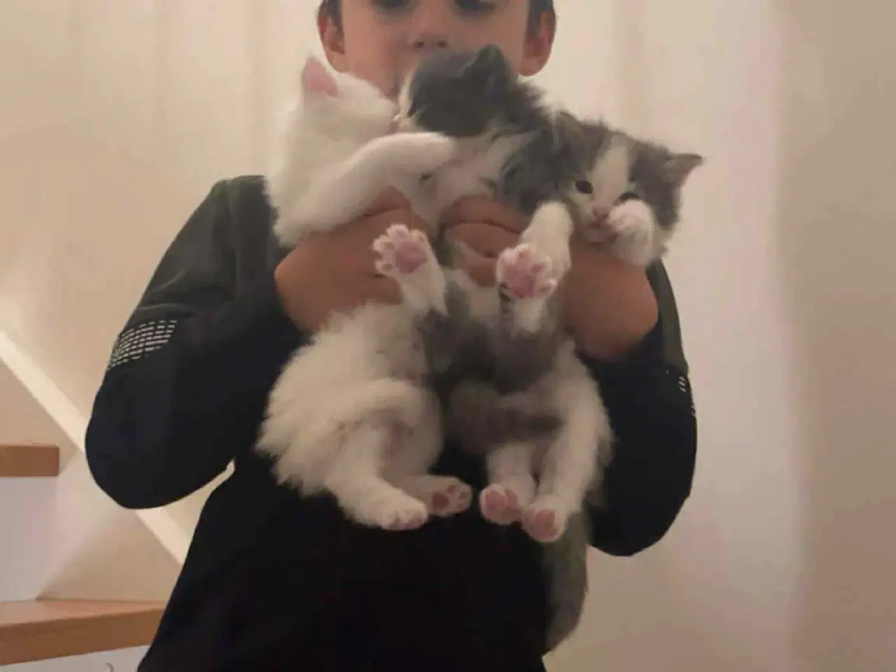 Billede 4 - Killinger mainecoon blandinger