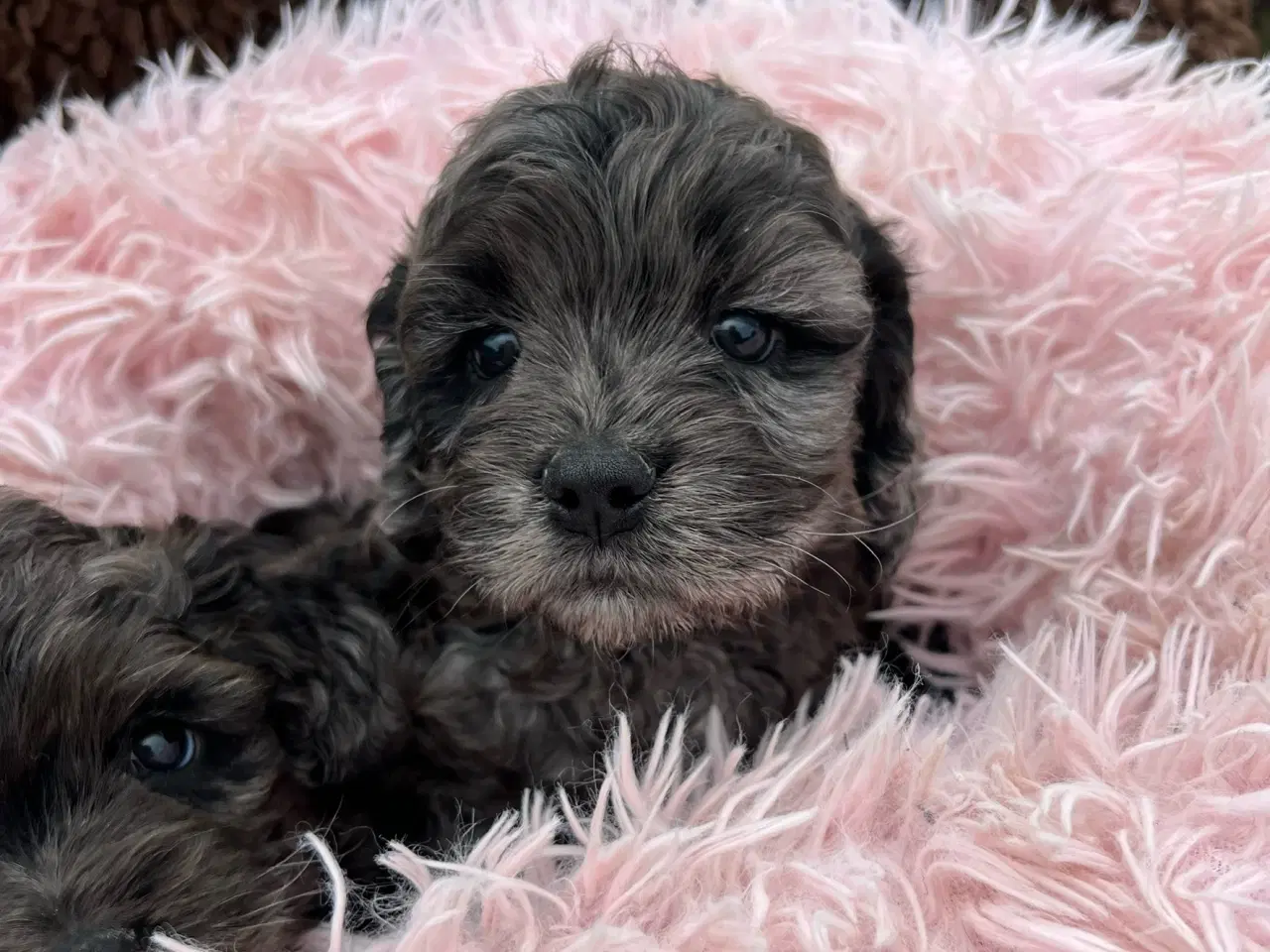 Billede 8 - Merlefarvet Cockapoo 