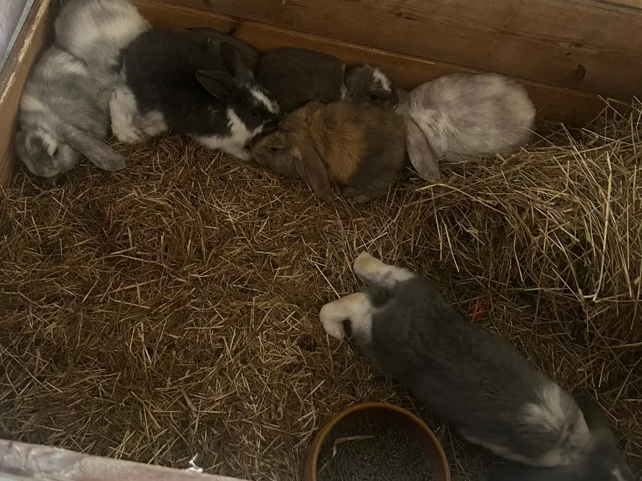 Billede 1 - Kaniner til salg