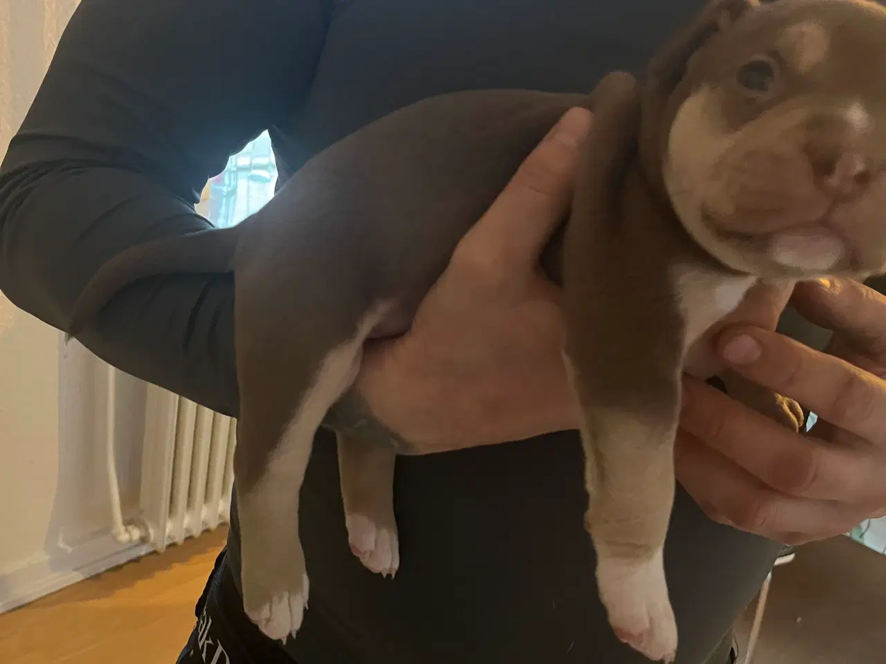 Billede 3 - Dejlige American Bully XL hvalpe 