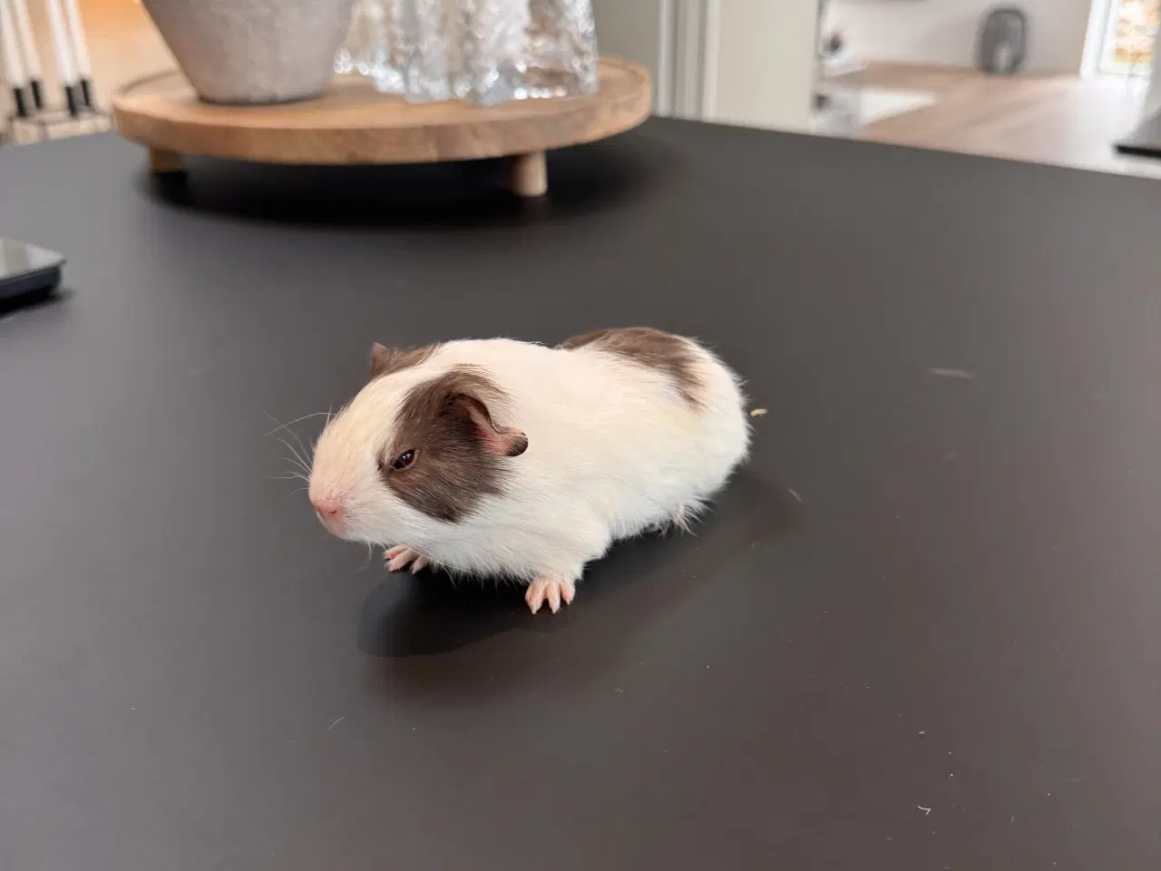 Billede 13 - Marsvin unger, 10 stk blandet