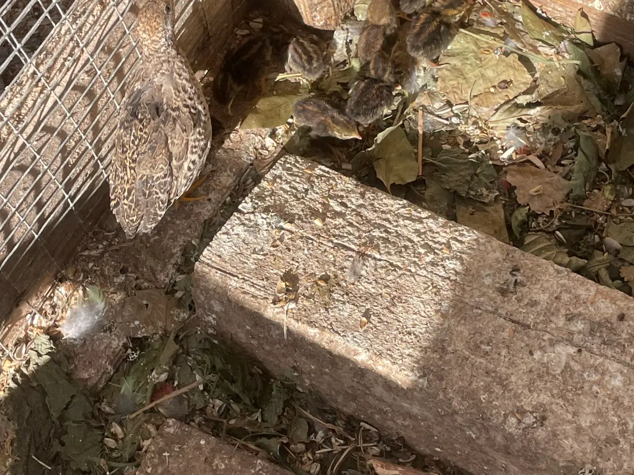 Billede 2 - Kinesiske dværgvagtler 