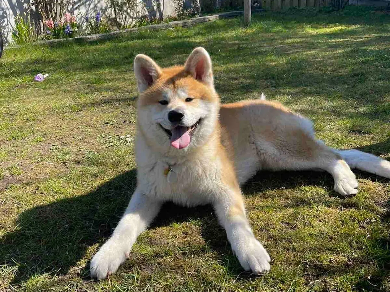 Billede 6 - Japansk Akita hvalpe