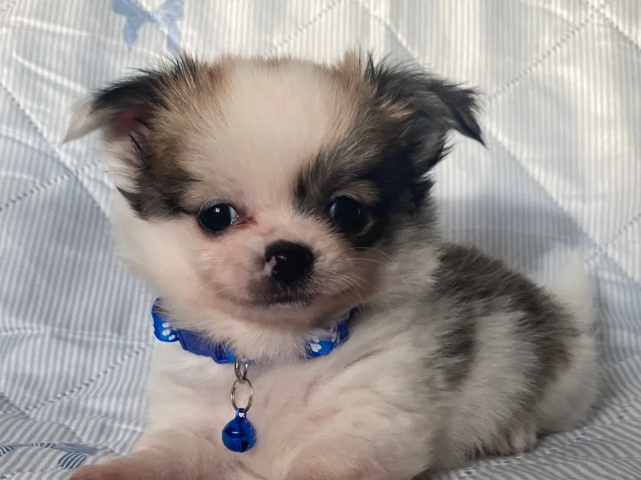 Billede 4 - 3 søde, små hvalpe efter pomeranian og chihuahua