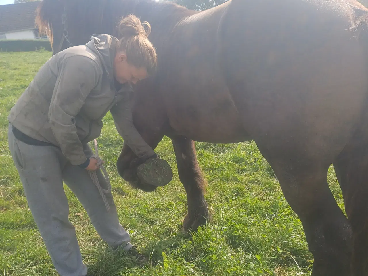 Billede 3 - Jysk hest, 2 års hingst