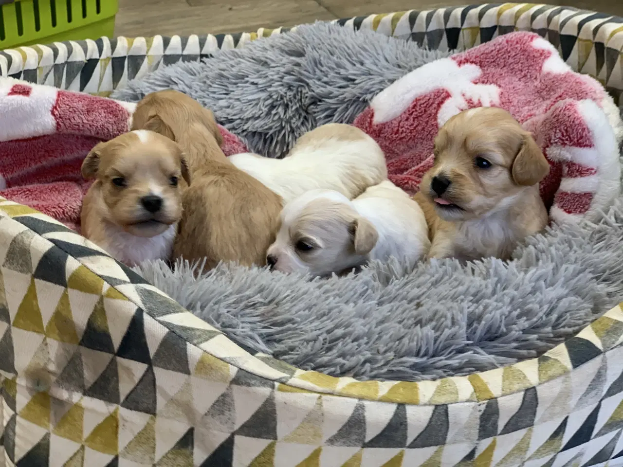 Billede 16 - Små fine cavapoo/ Maltipoo babyer