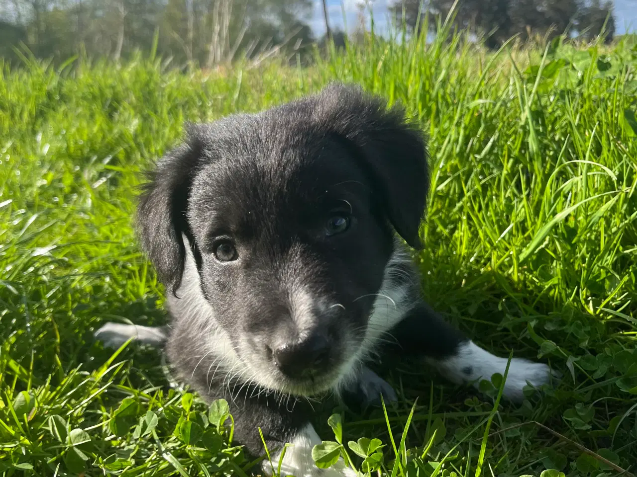 Billede 2 - Border Collie hvalp