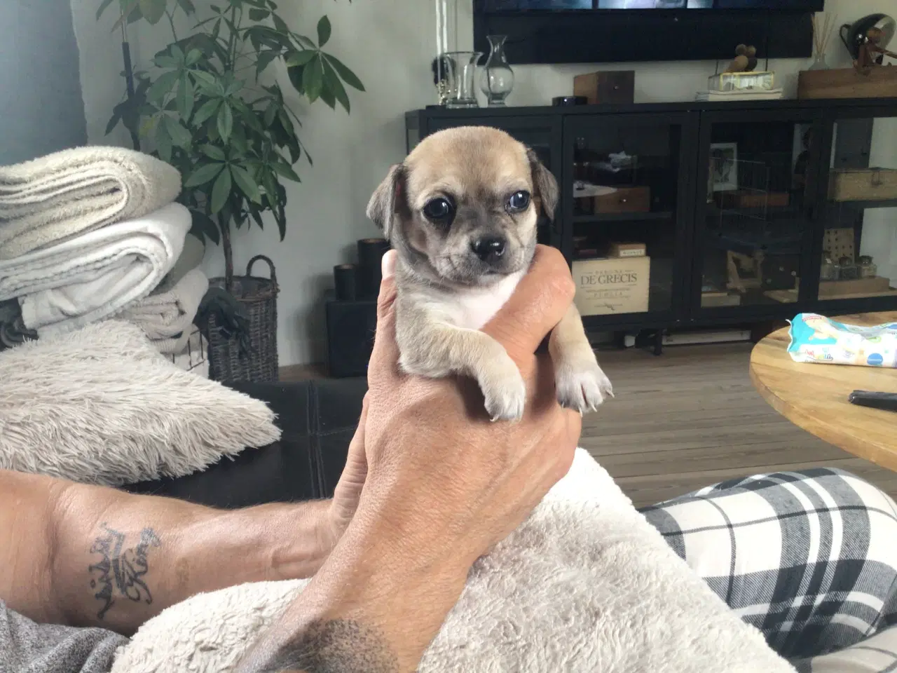 Billede 6 - Chihuahua hvalpe til salg
