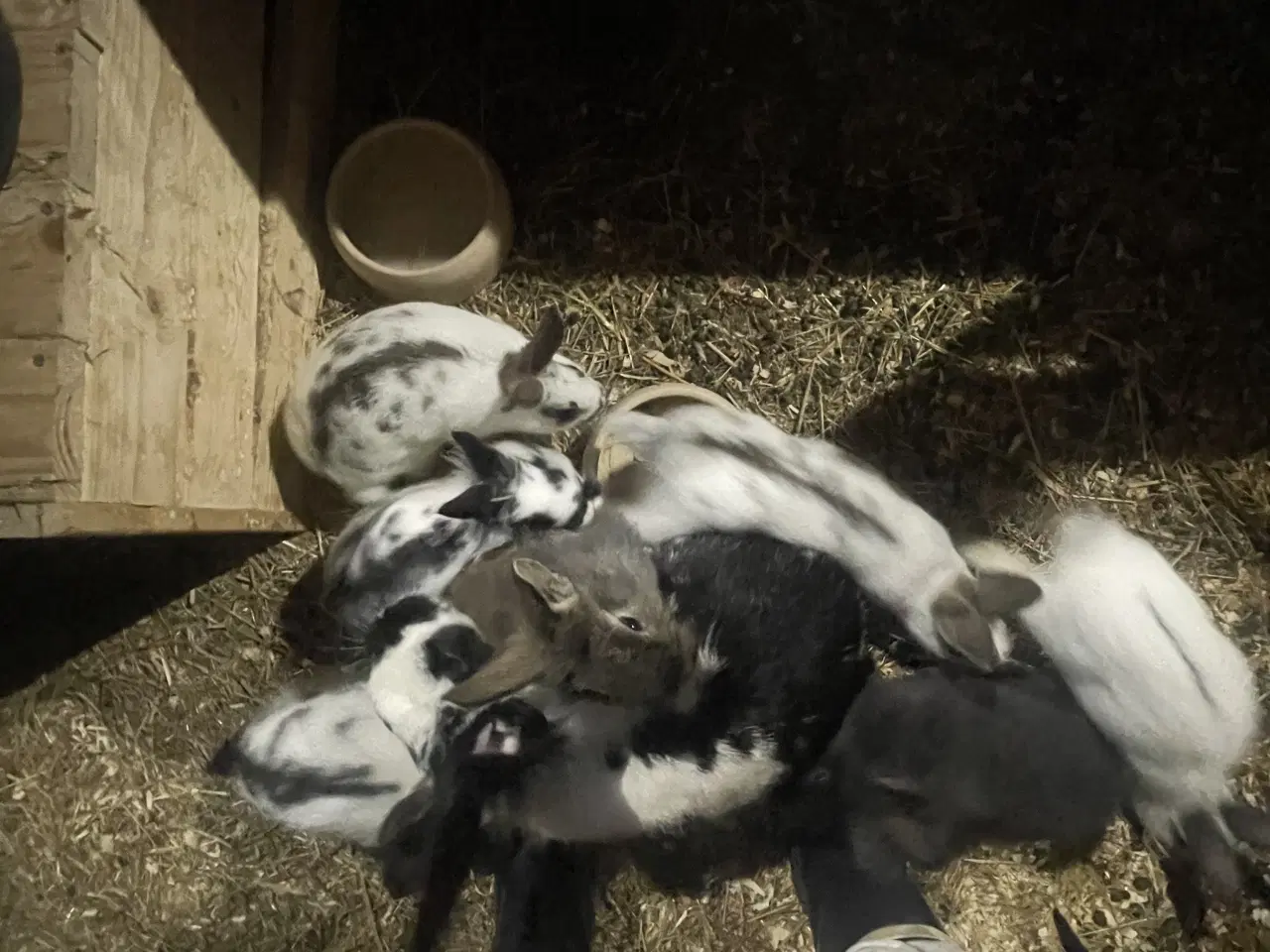 Billede 12 - Kaninunger blandings race 