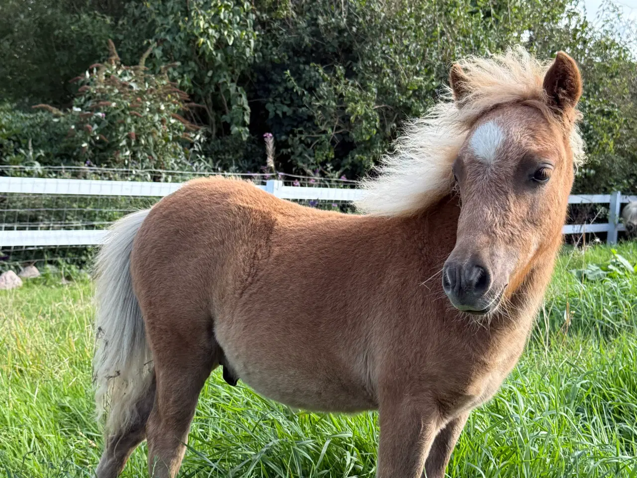 Billede 6 - Skøn mini pony 
