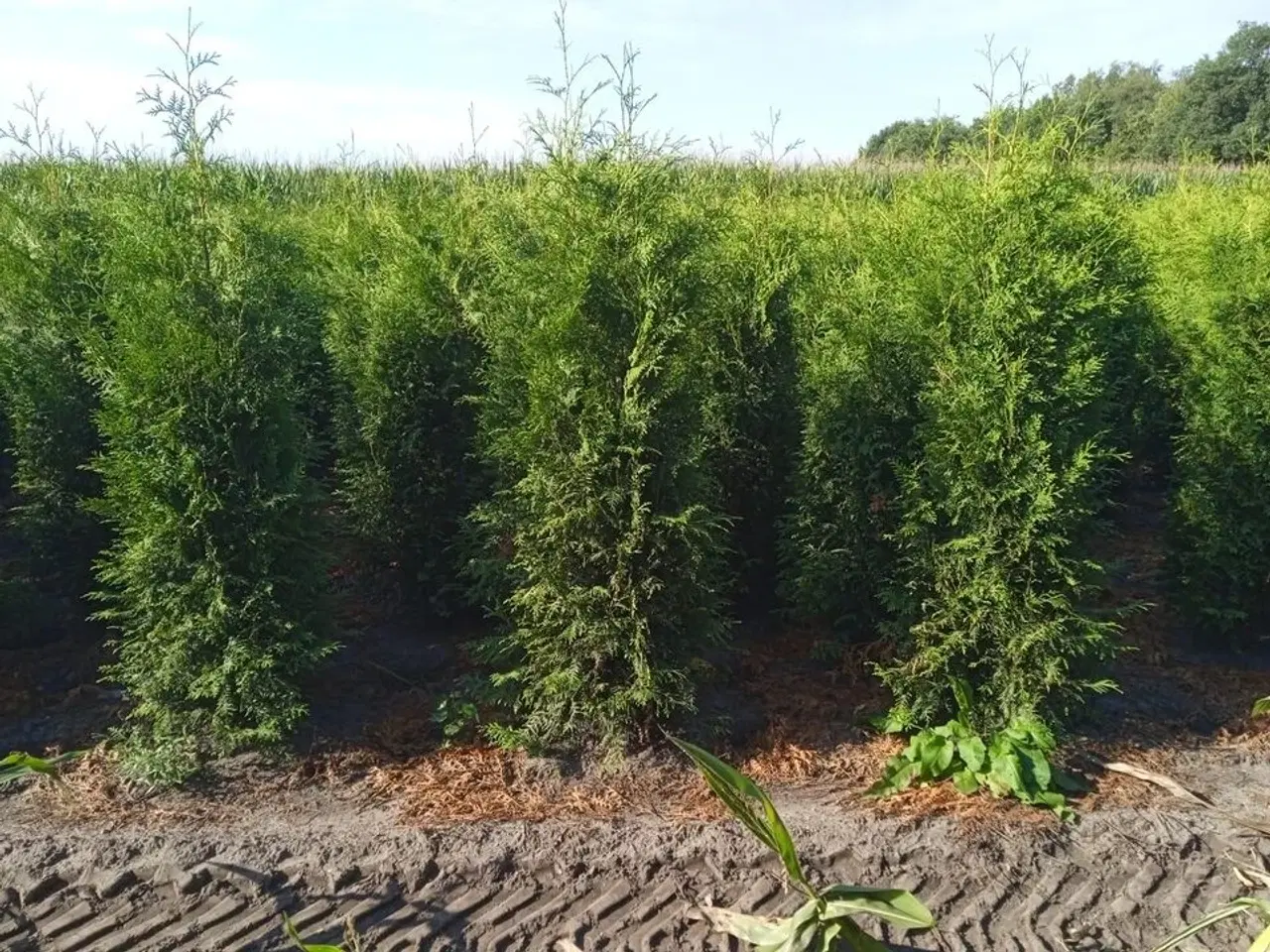 Billede 1 - 30 stk. Conifers Thuja Brabant 200-225 cm.