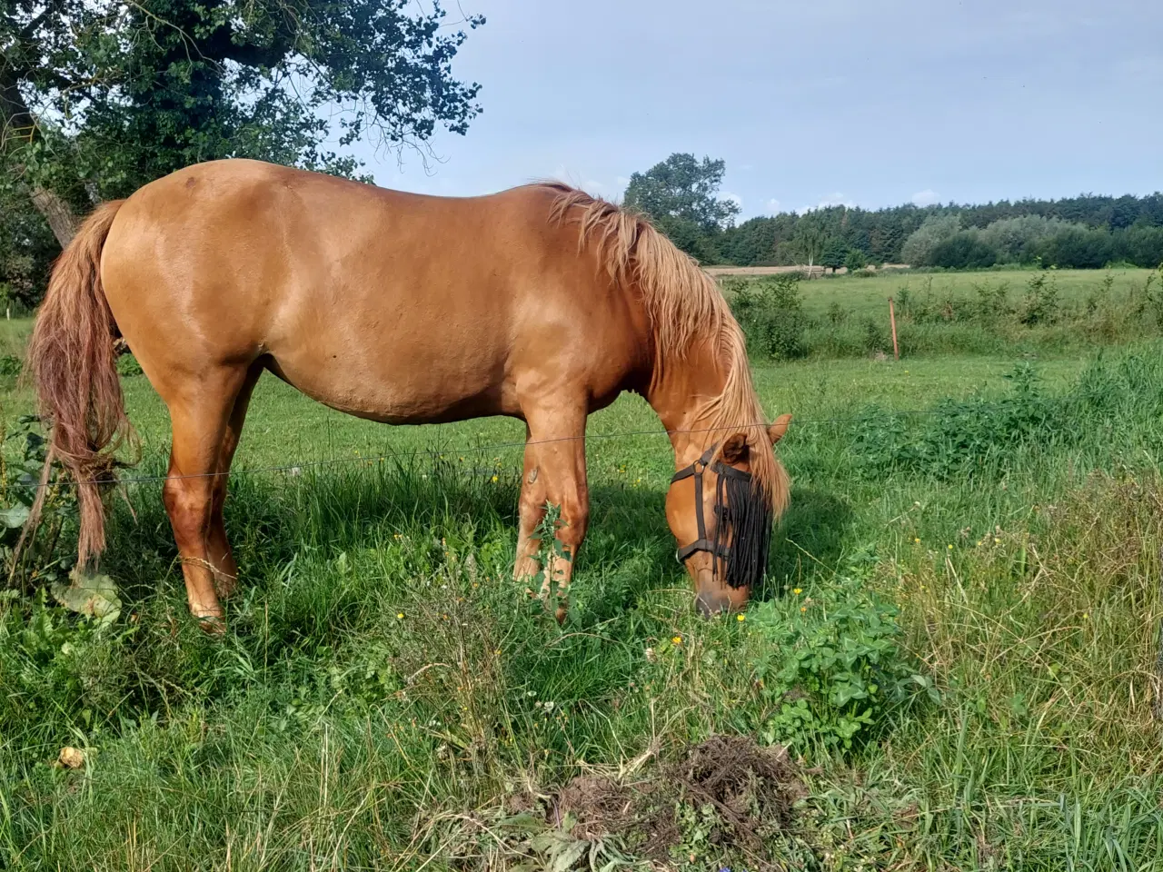 Billede 4 - Hest, hoppe sælges 