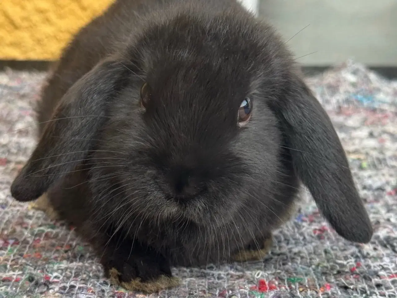 Billede 7 - Han Dværgvædder unge sælges 