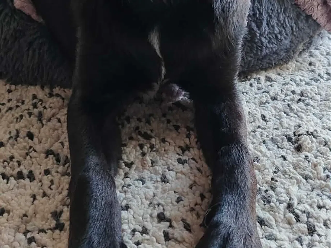 Billede 11 - Skønne Atlas søger egen familie 💙