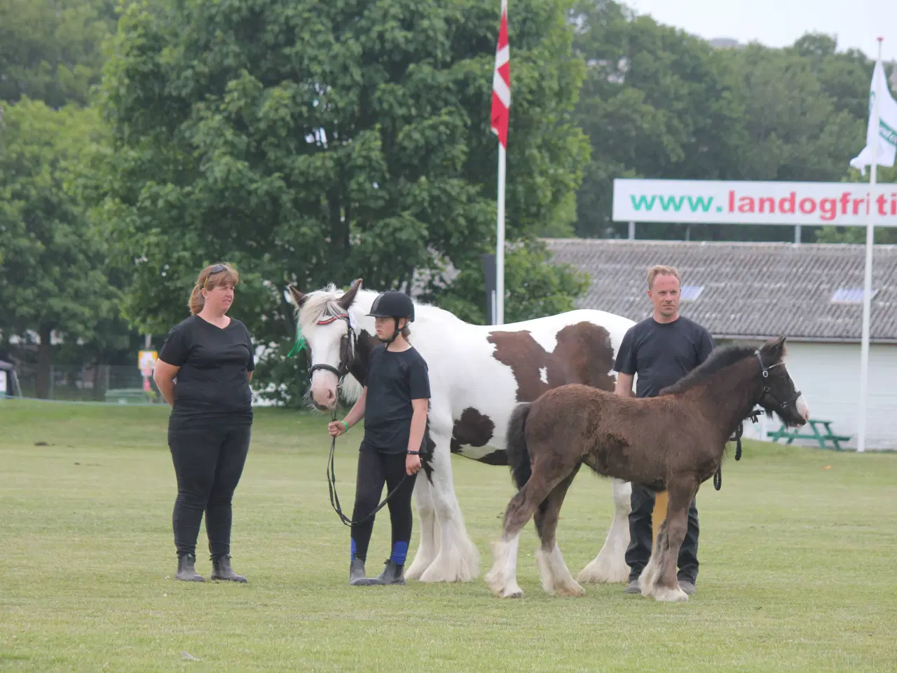 Billede 6 - Smuk tinker hoppe 