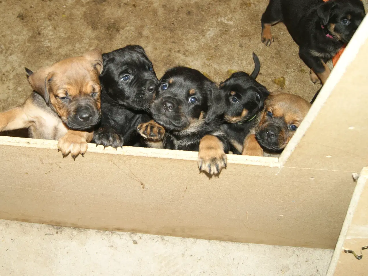 Billede 6 - Cane Corso Italiano 7 ugers.