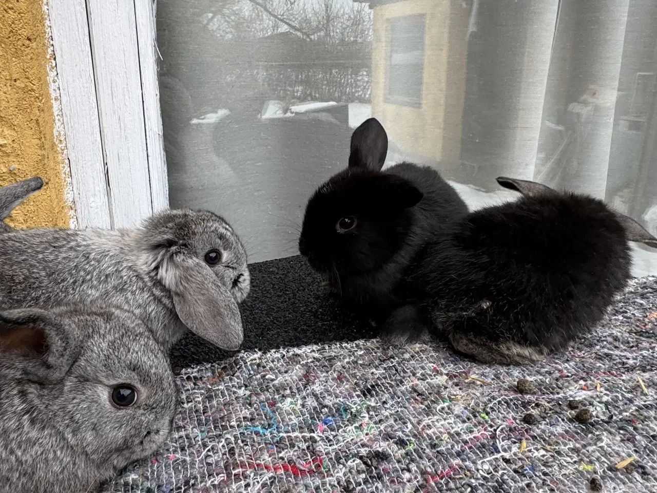 Billede 12 - Dværgvædder unger sælges