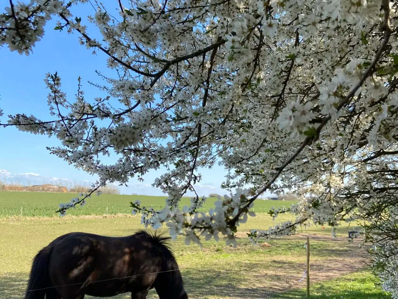 Billede 3 - Islænder + shetlandspony (reserveret) 