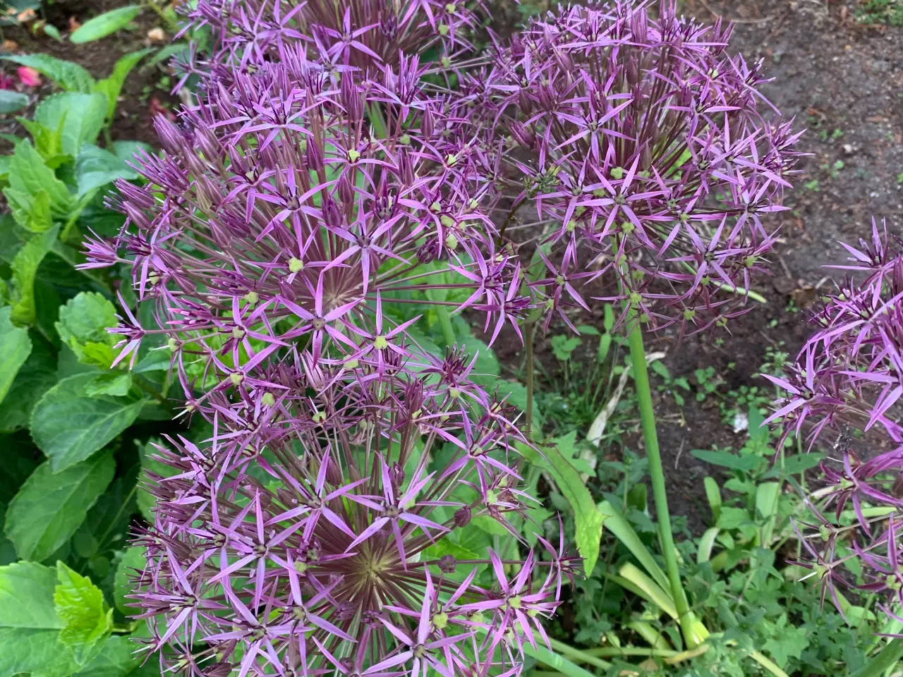 Billede 3 - Allium planter i knop