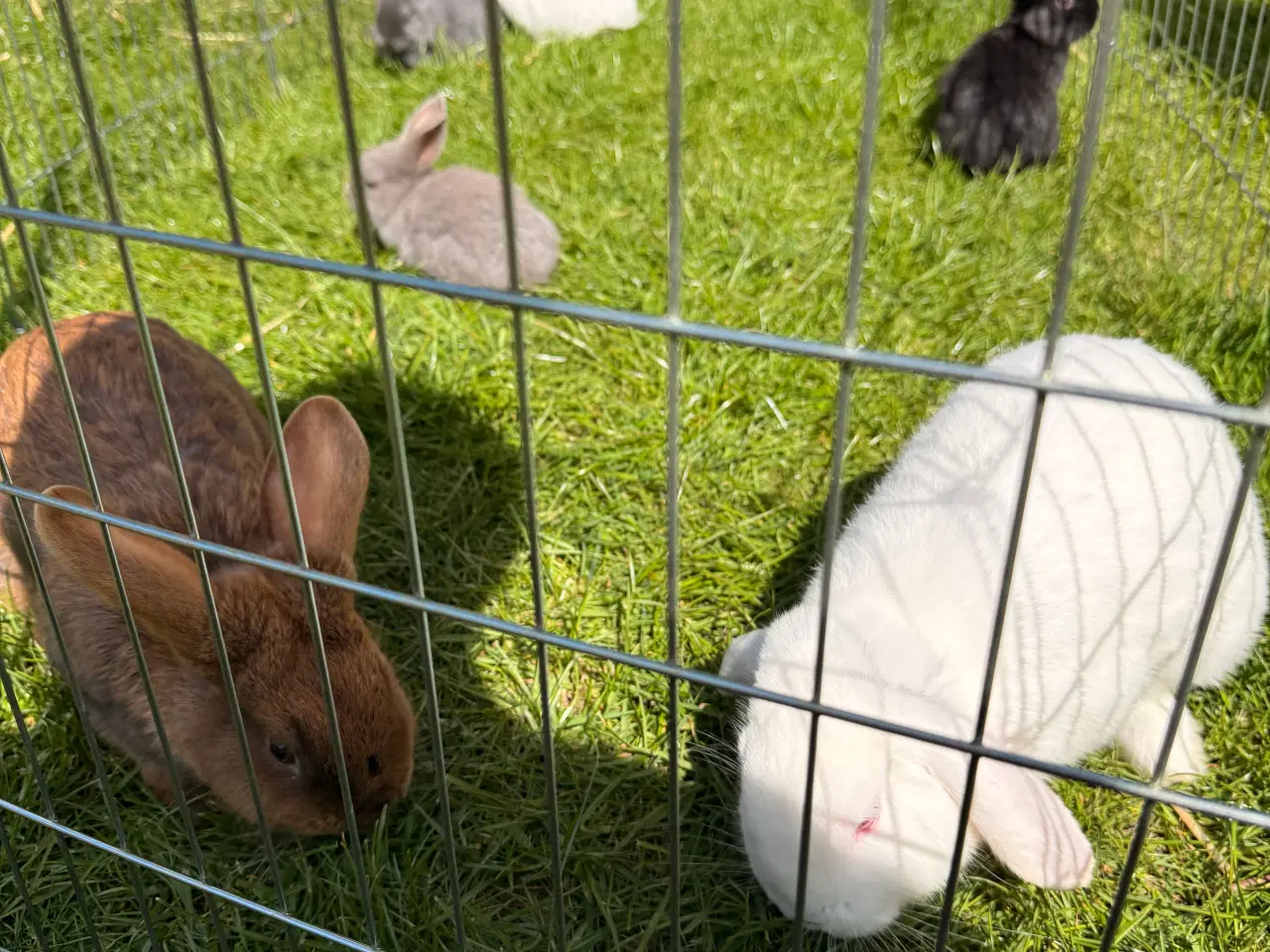 Billede 2 - Små kaniner sælges 🐇🐇🐇