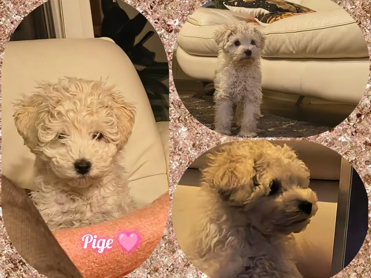 Billede 3 - Vi ønsker et nyt hjem ♥️ vi er mellem puddeler 