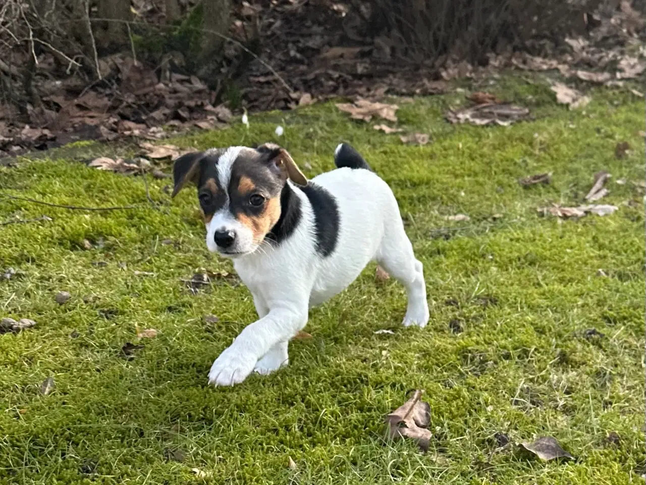 Billede 1 - Foxterrier/dansk-svensk blandingshvalp