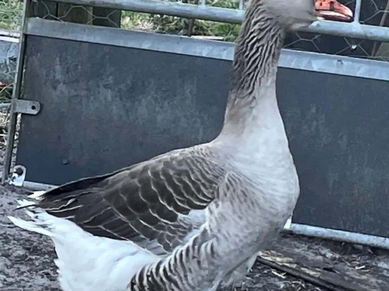 Billede 1 - gammeldansk landrace gæs par