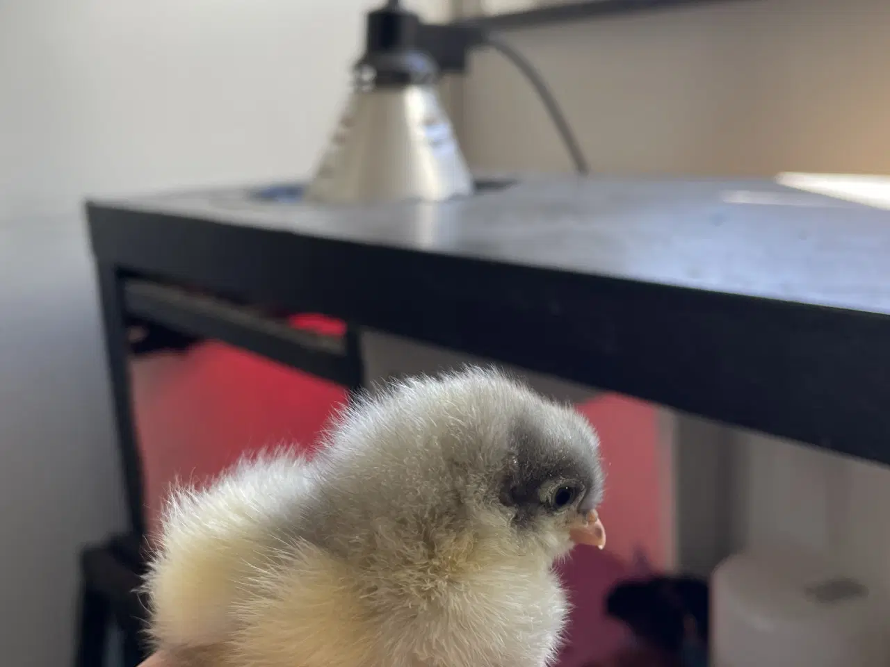 Billede 4 - Varmekrævende Kyllinger