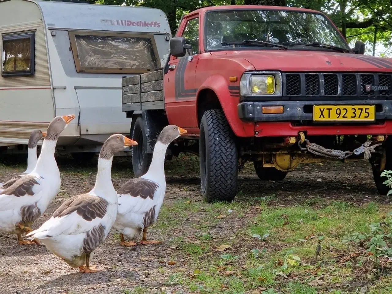 Billede 6 - Ællinger og gæslinger