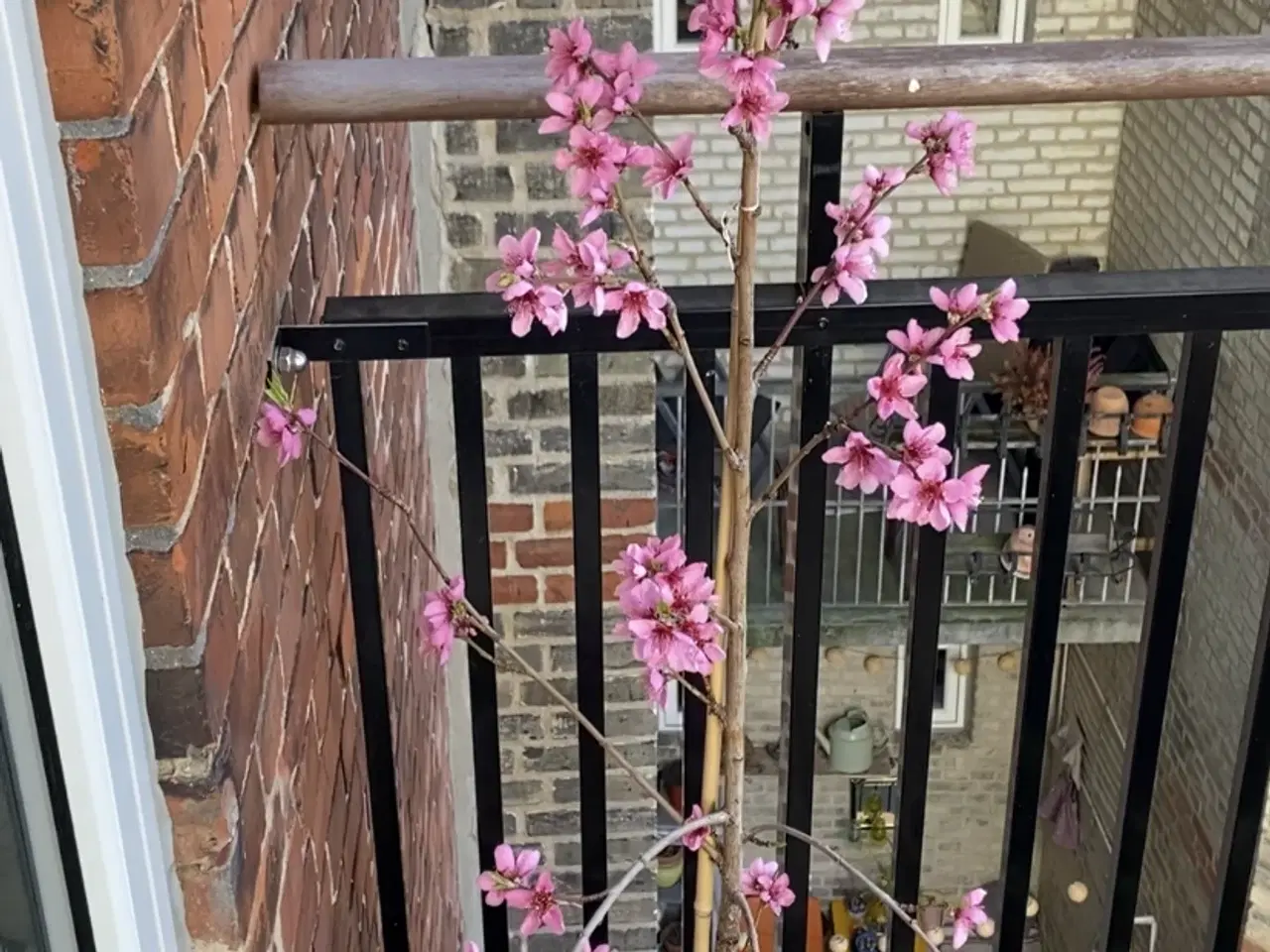 Billede 1 - Mandeltræ i krukke