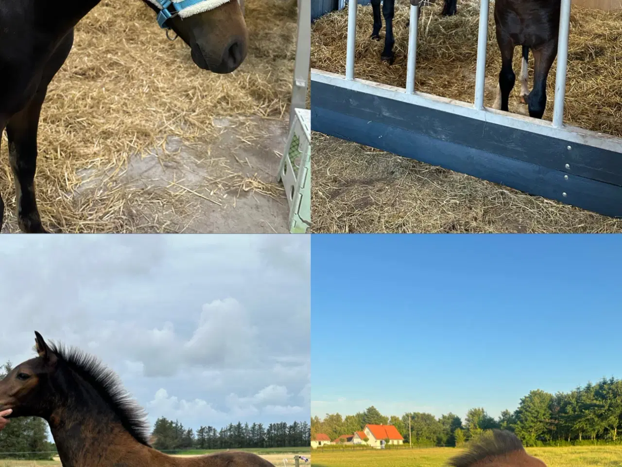 Billede 1 - 🌟 New Forest Pony hingst til salg