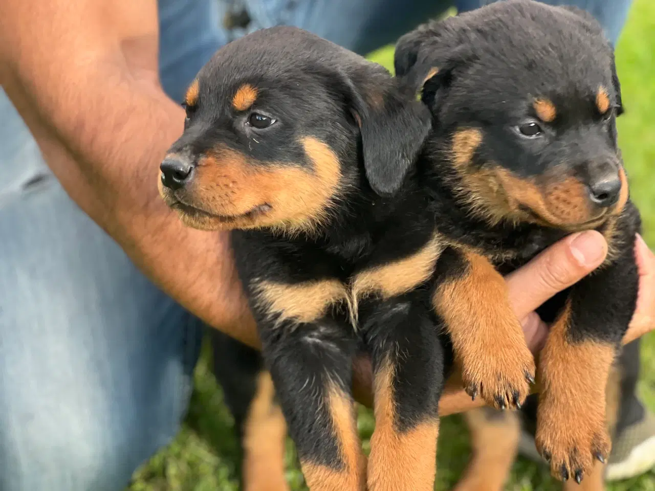 Billede 2 - Rottweiler hvalpe 