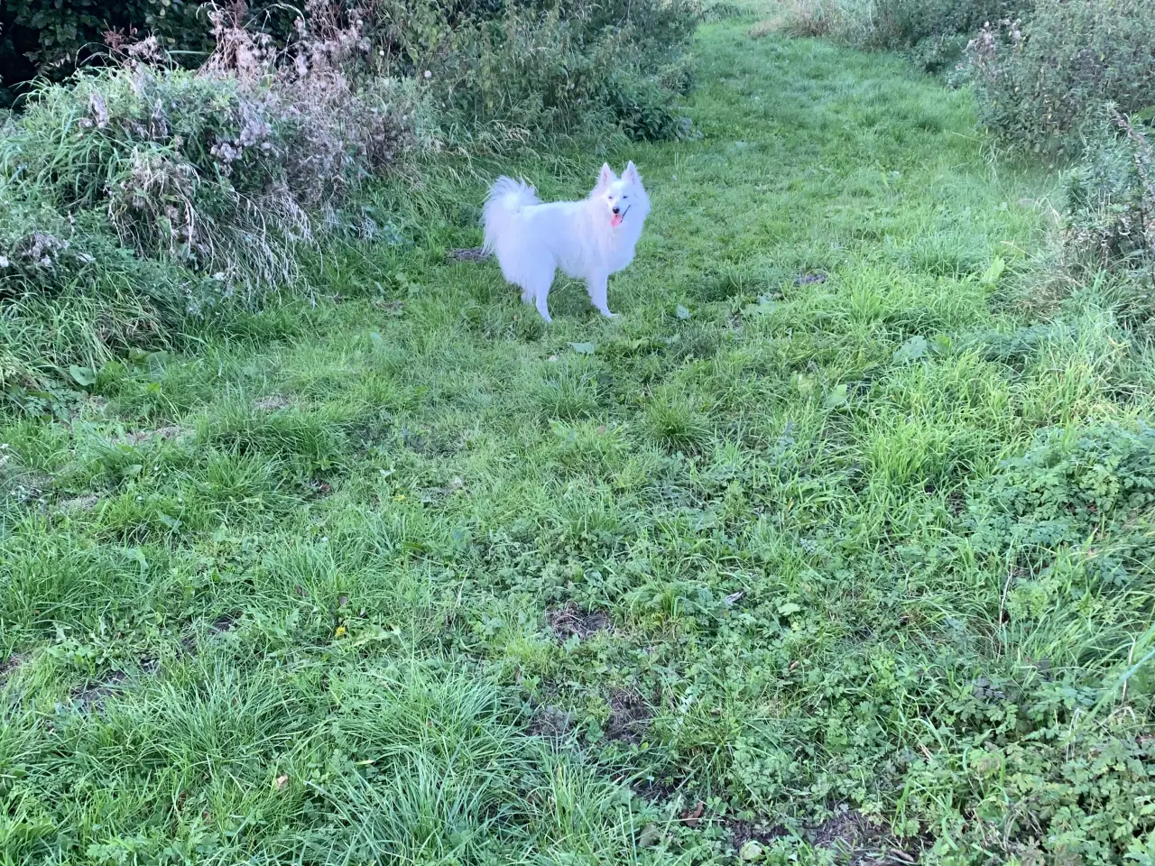 Billede 11 - Dansk spids tæve 2 år