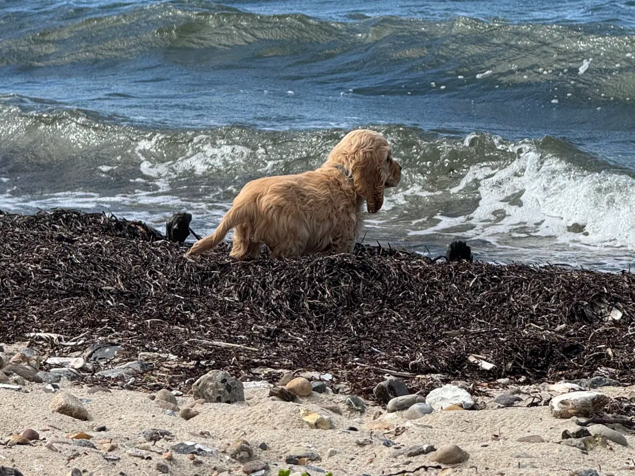 Billede 17 - Rejseklar 🧳 Skønne Amerikanske Cockerspaniel 