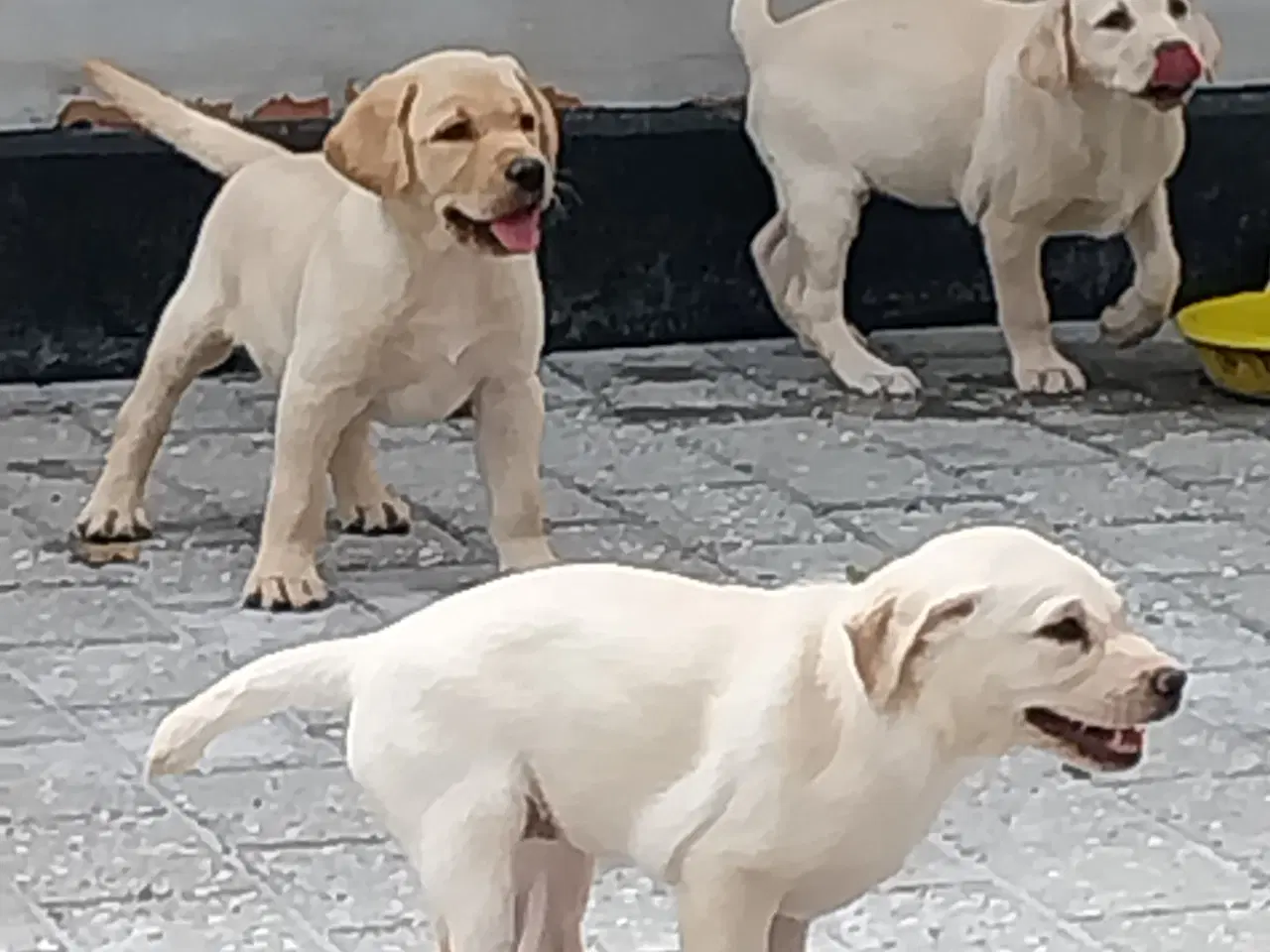 Billede 7 - Gule labrador hvalpe.