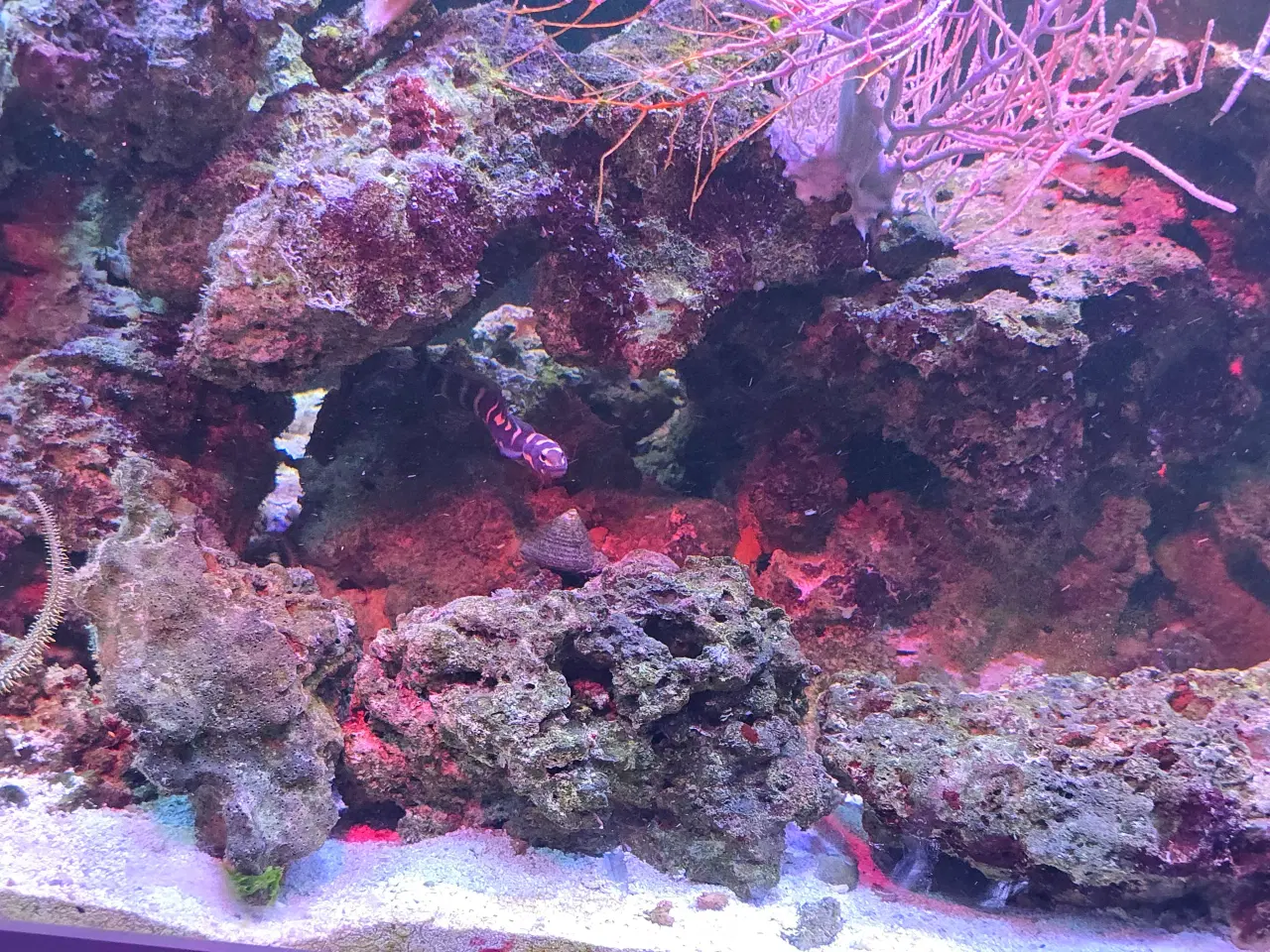 Billede 11 - 450l saltvands akvarium