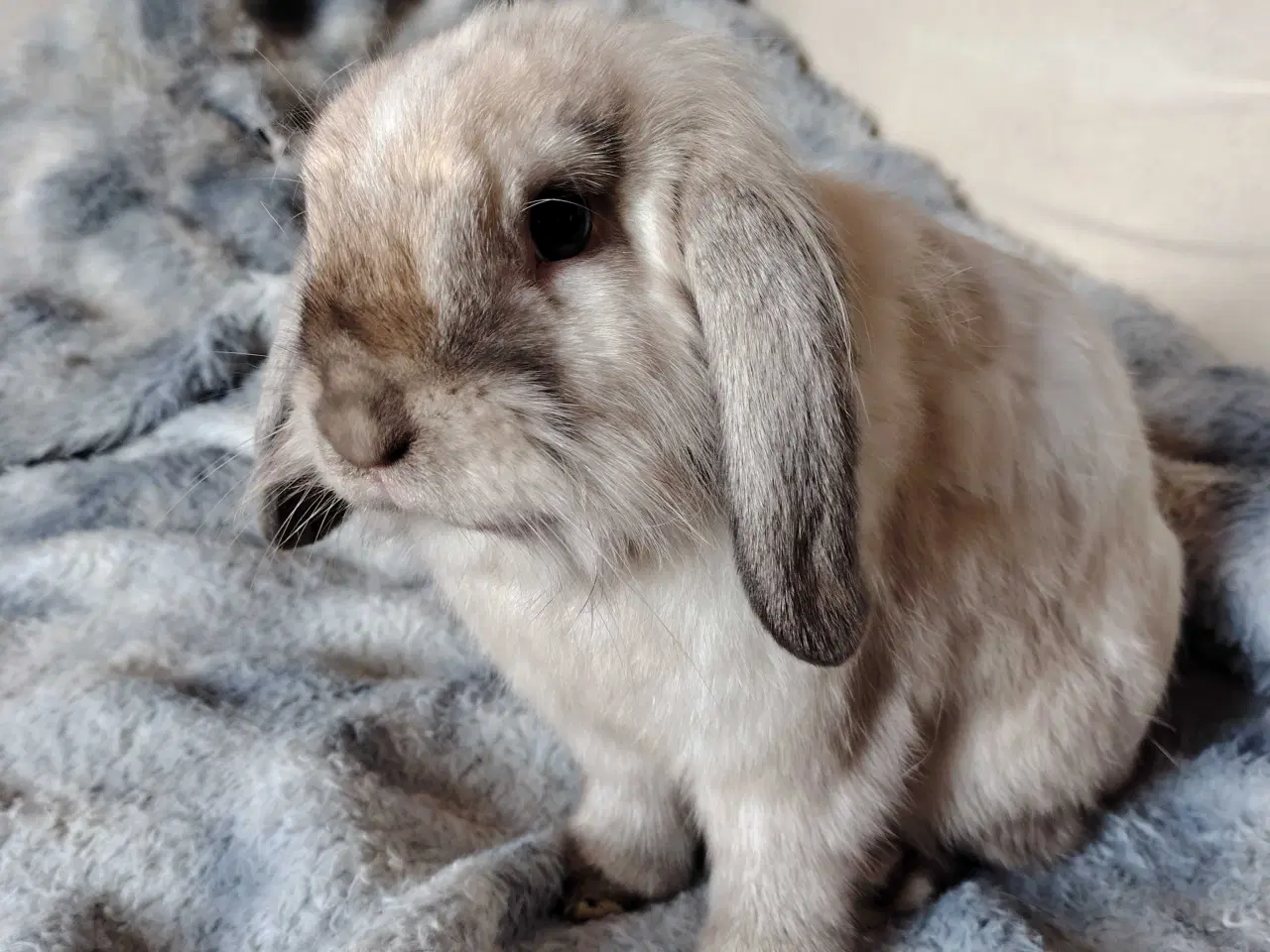 Billede 3 - Kastreret Lion-lop 6 mdr🐰